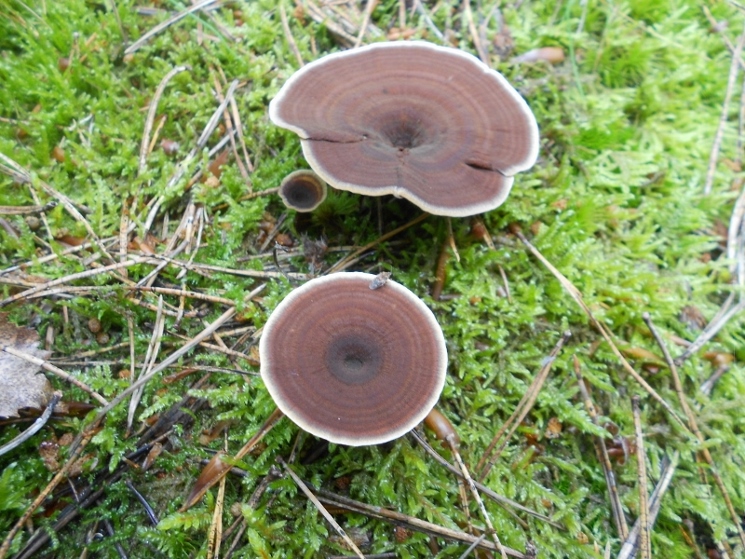 Coltricia perennis.jpg