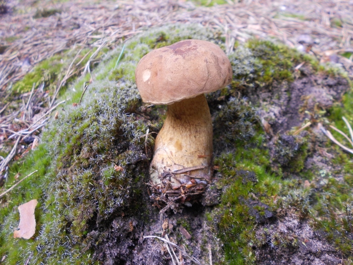 Tylopilus felleus.jpg