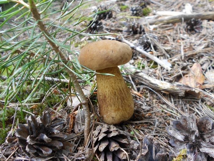 Tylopilus felleus (2).jpg