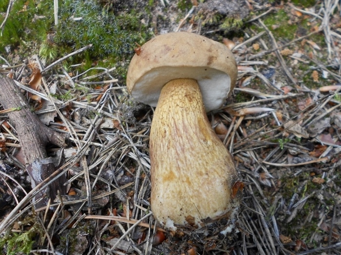 Tylopilus felleus (3).jpg