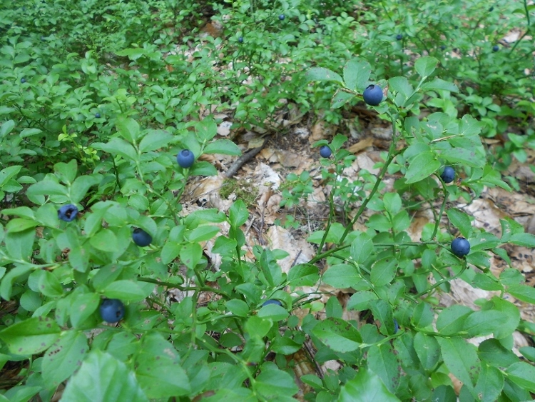 Vaccinium myrtillus.jpg