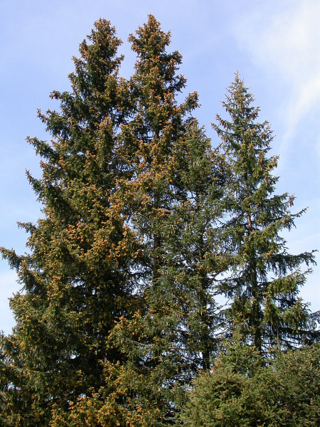 Rostpilz an Fichte '09 Hochfügen01.jpg