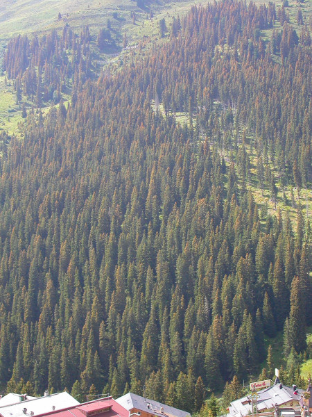 Rostpilz an Fichte '09 Hochfügen02.jpg