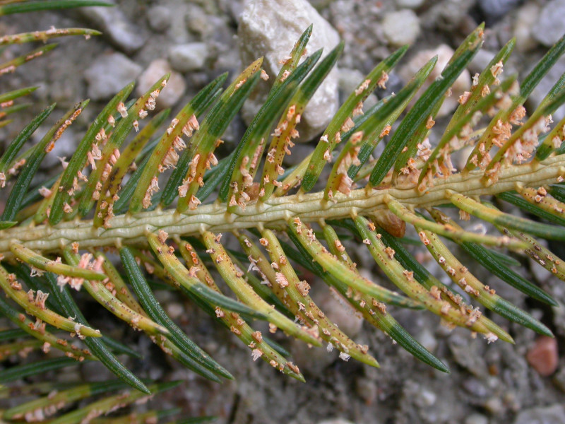 Rostpilz an Fichte '09 Hochfügen03.jpg