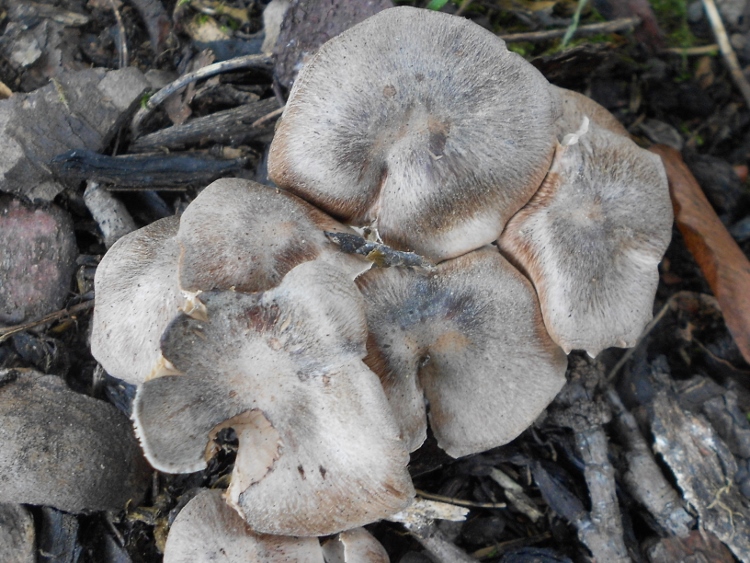 Lyophyllum.spec (2).jpg