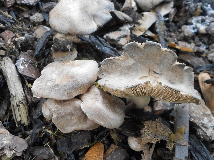 Lyophyllum.spec (3).jpg