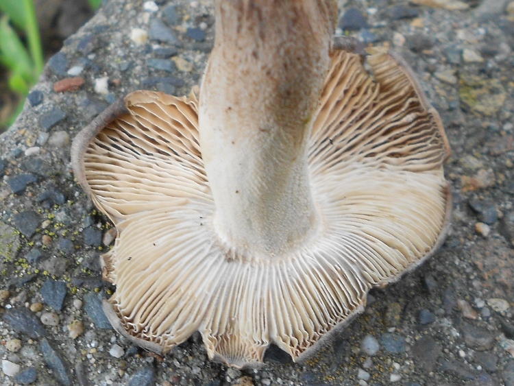 Lyophyllum.spec (4).jpg