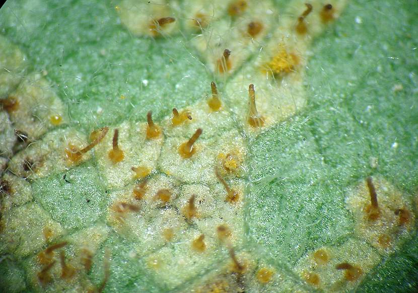 Cronartium_ribicola003.jpg