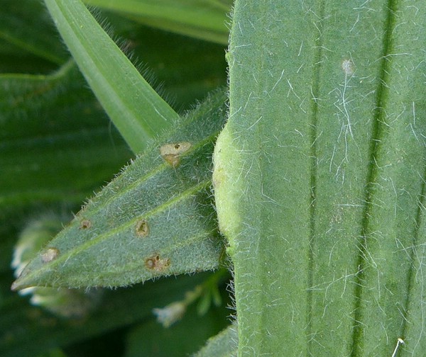 P2240710_D,HE,Höchst (141).jpg