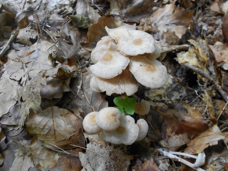 Gymnopus confluens (750x563).jpg