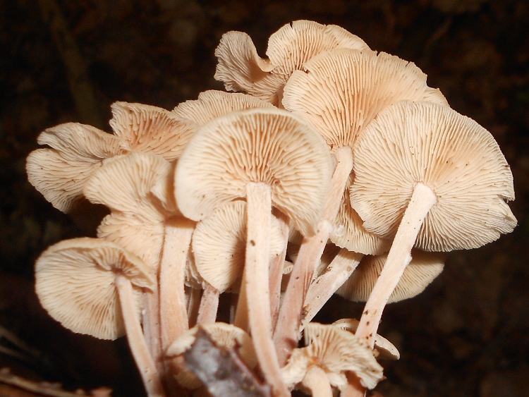 Gymnopus confluens 2 (750x563).jpg