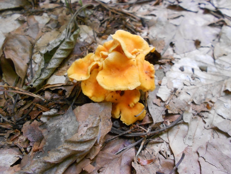 Cantharellus friesii (2) (750x563).jpg