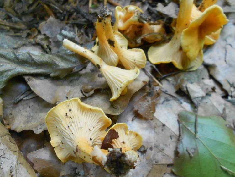 Cantharellus friesii (750x563).jpg