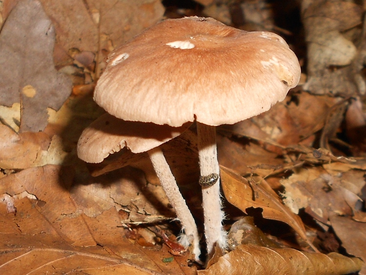 Gymnopus peronatus (750x563).jpg