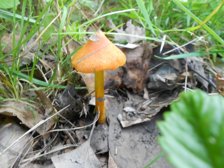 Hygrocybe.spec (750x563).jpg