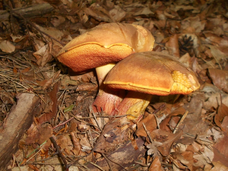 Neoboletus luridiformis (750x563).jpg