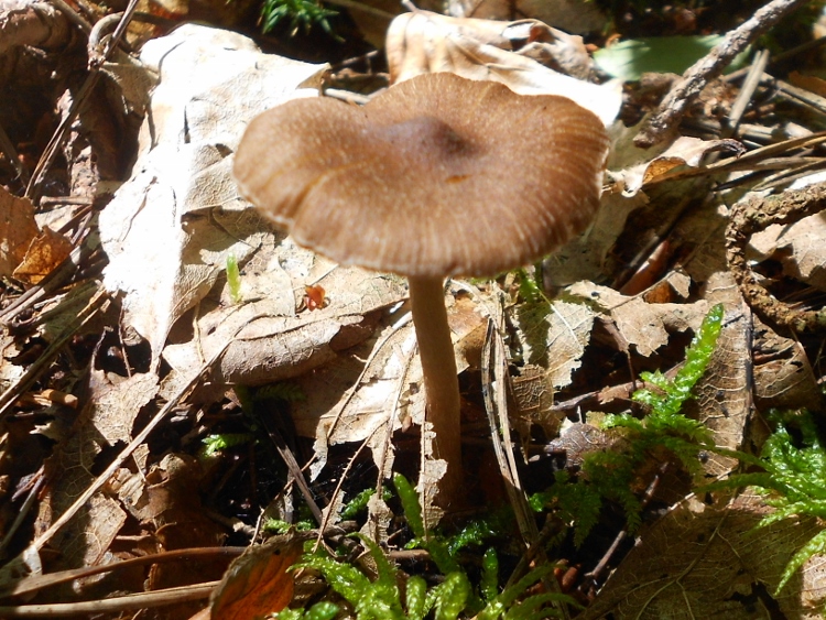 Ratepilz (750x563).jpg