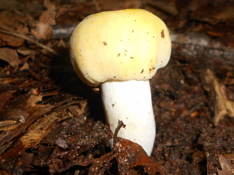 Russula violeipes (750x563).jpg