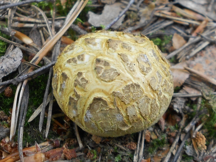 Scleroderma.spec (750x563).jpg