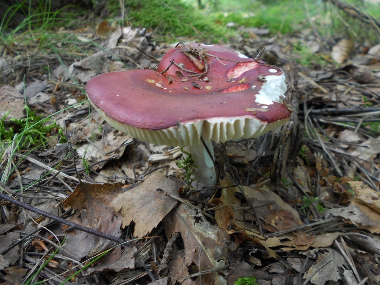 Russula.spec (2) (740x555).jpg