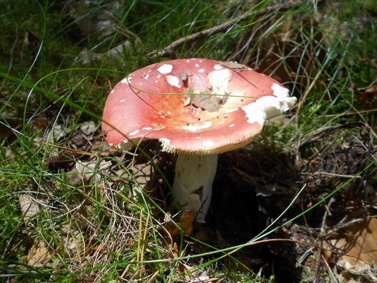 Russula.spec (750x563) (740x555).jpg