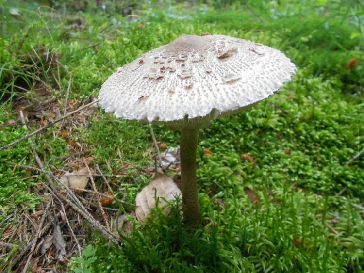 Macrolepiota procera (750x563).jpg