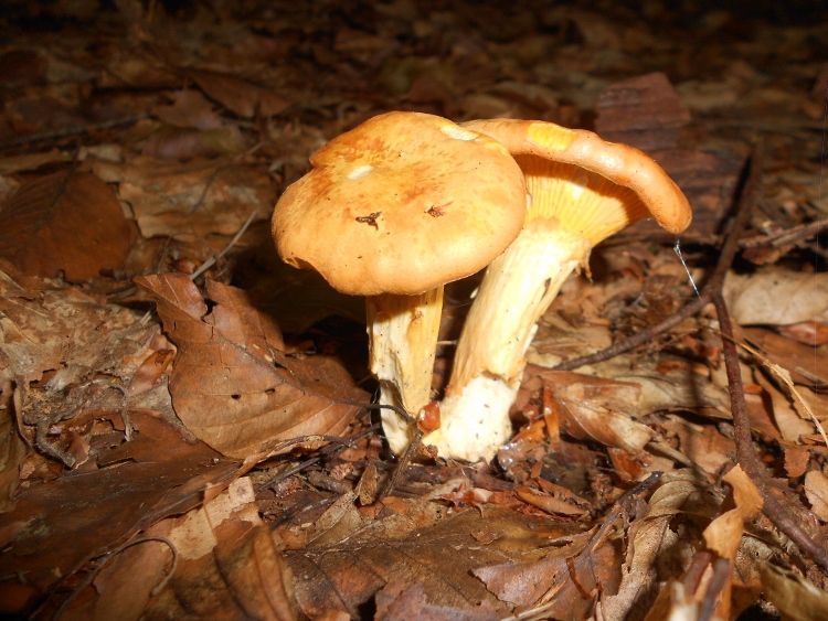 Cantharellus cibarius (750x563).jpg