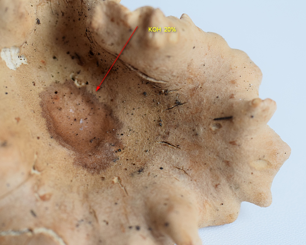 älterer Frkp. mit  20% KOH  benetzt  ( Farbreaktion )