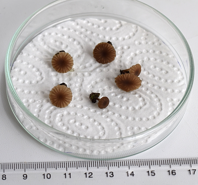 Lichenomphalia sp_02.JPG