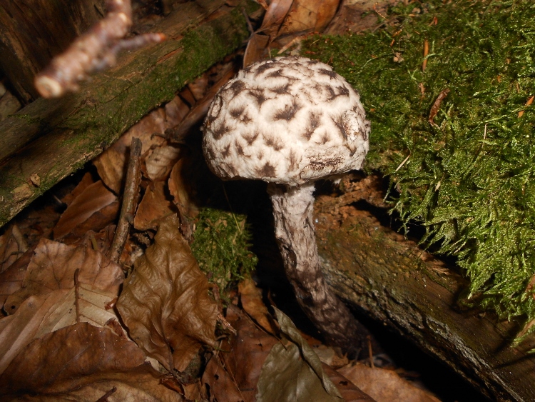 Strobilomyces strobilaceus.jpg