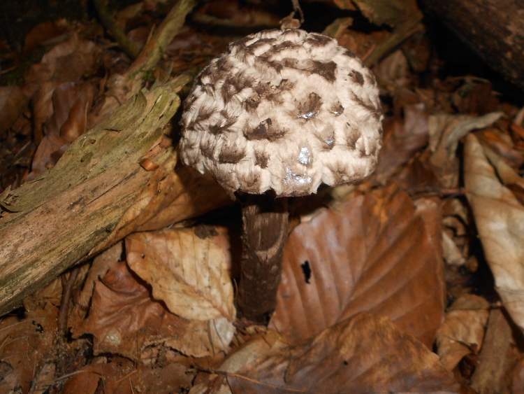 Strobilomyces strobilaceus (2).jpg