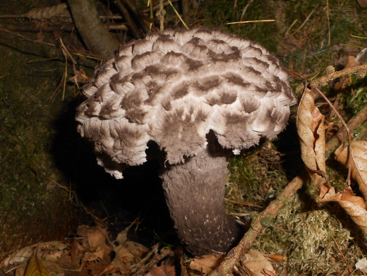 Strobilomyces strobilaceus (3).jpg