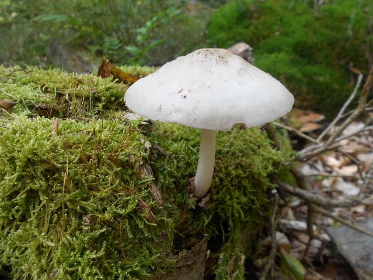 Pluteus pellitus.jpg