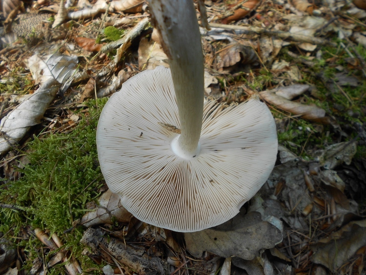 Pluteus pellitus (2).jpg