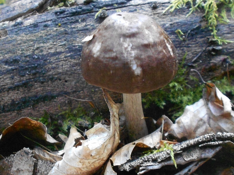 RSCN2375 (750x563).jpg