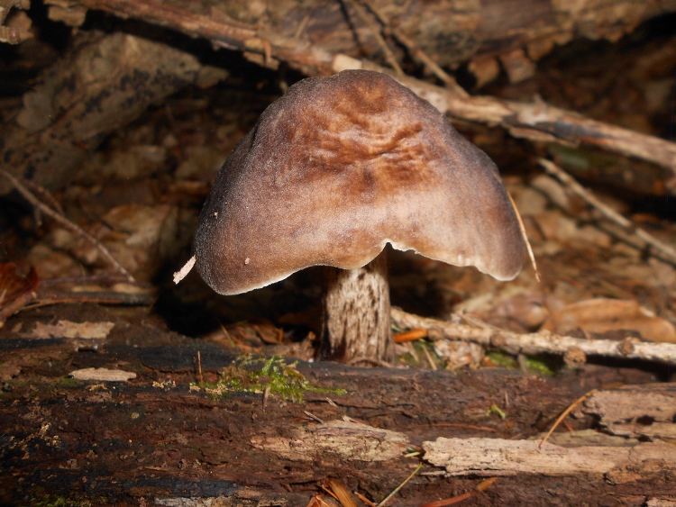 Pluteus cervinus (3).jpg