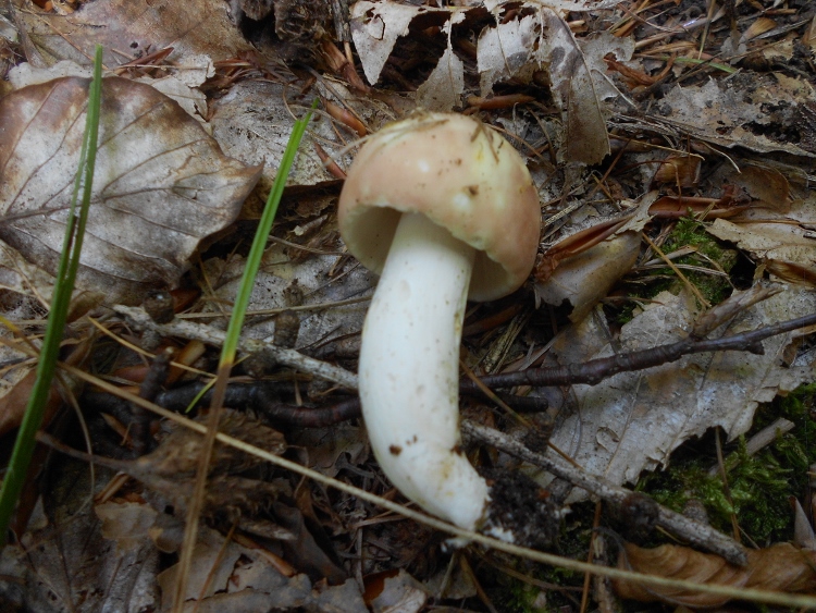 DSCN2352 (750x563).jpg