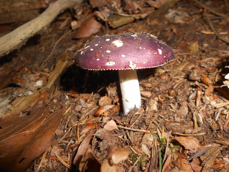 Russula spec..jpg