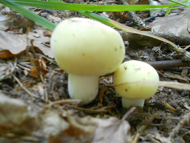Russula violeipes.jpg