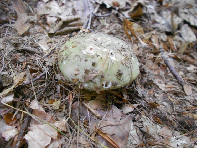 Russula spec. (3).jpg