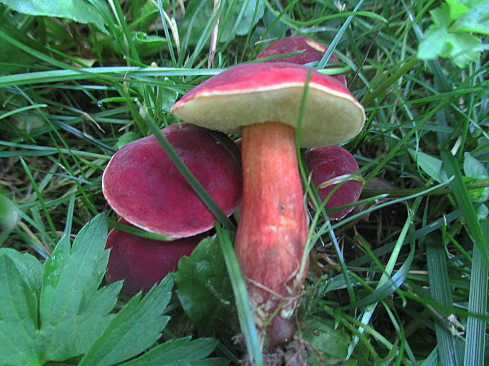 Blutroter Röhrling.jpg