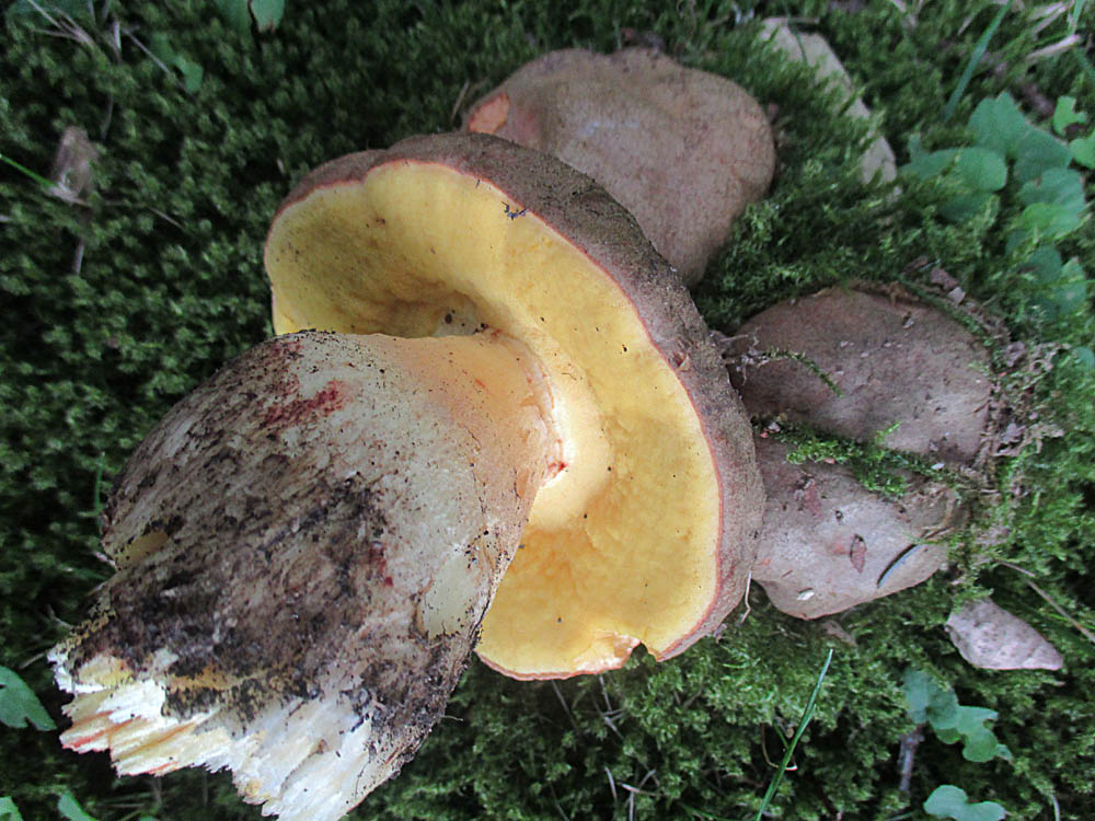 Fahler Röhrling.jpg