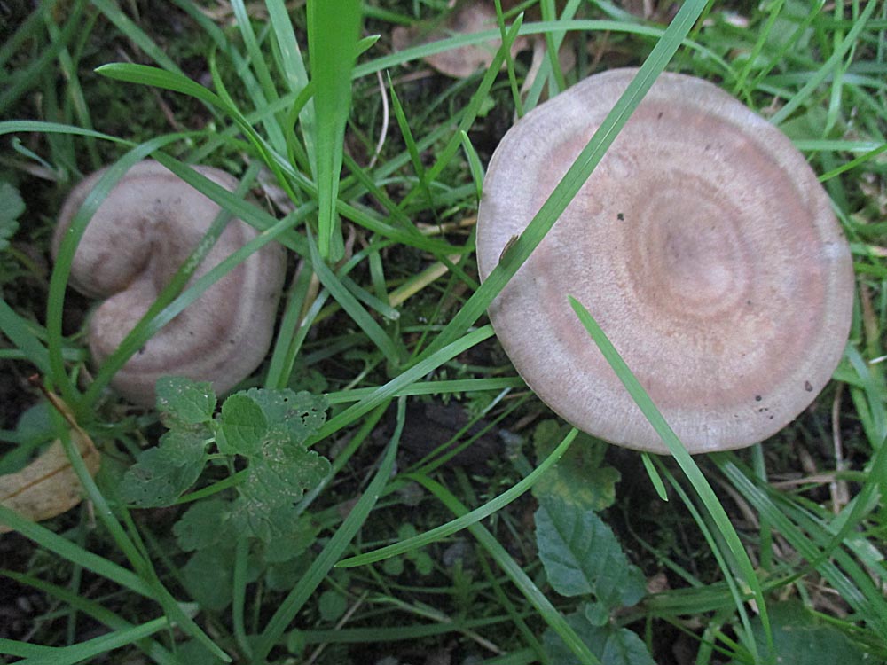 Gebänderter Hainbuchenmilchling.jpg