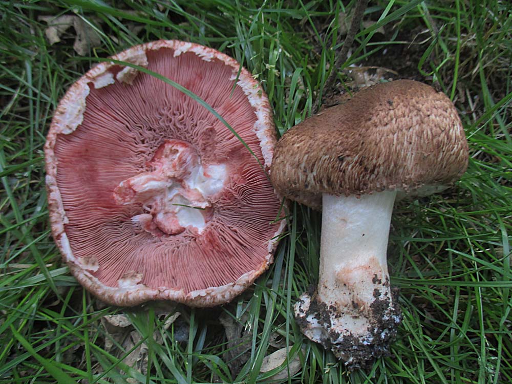 Großer Blutegerling.jpg