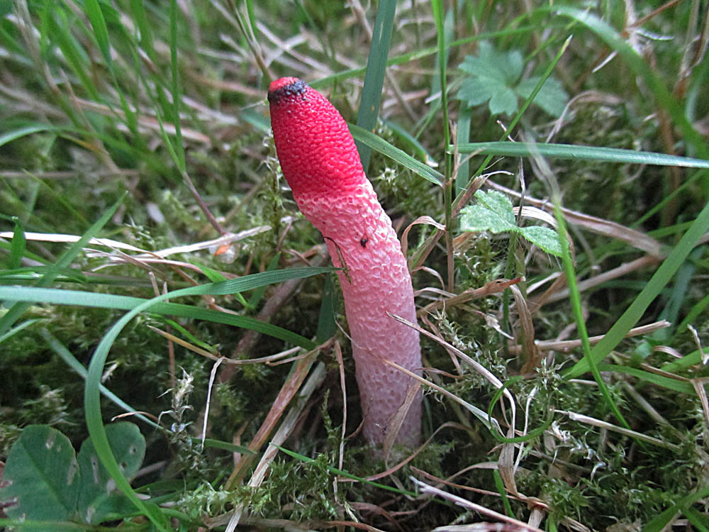 Himbeerrote Hundsrute.jpg