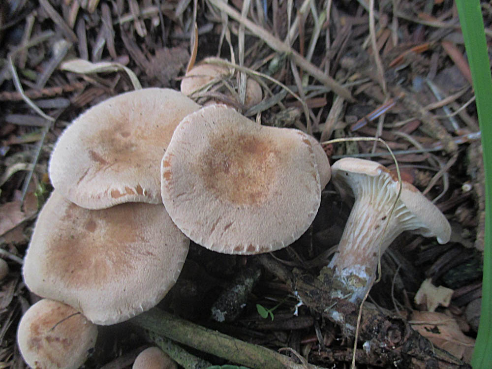 Kerbrandiger Trichterling.jpg