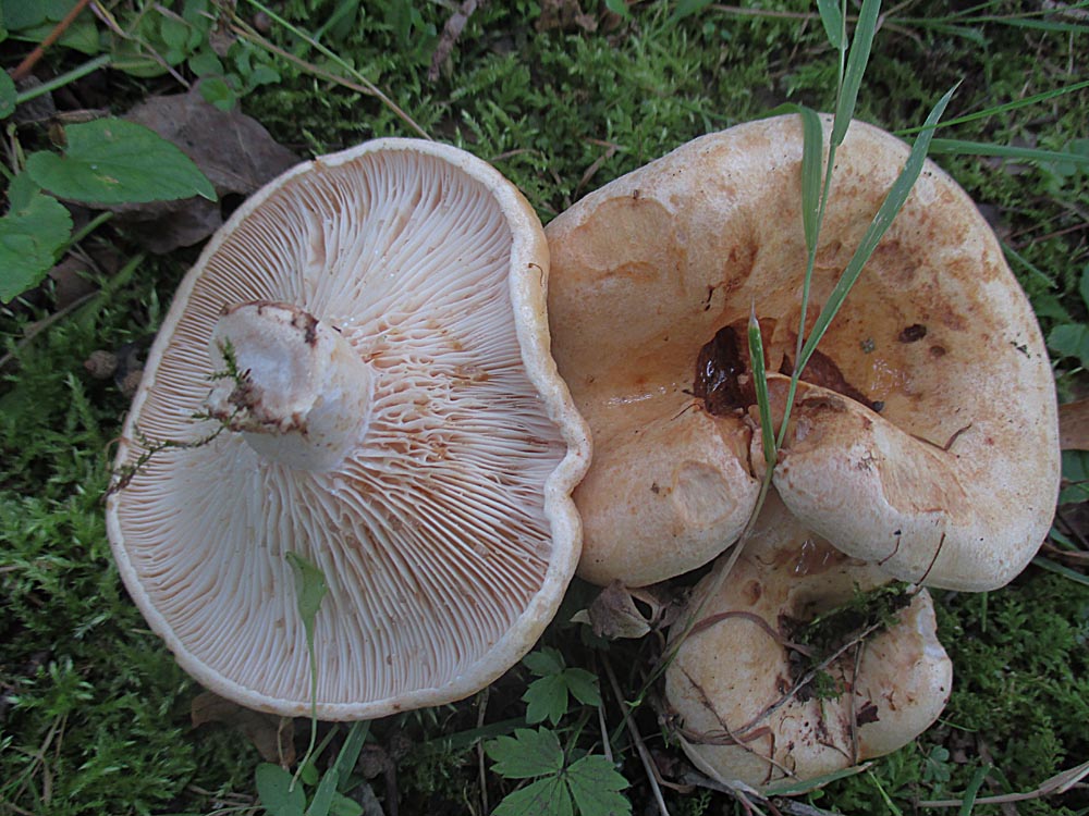 Queraderiger Milchling.jpg