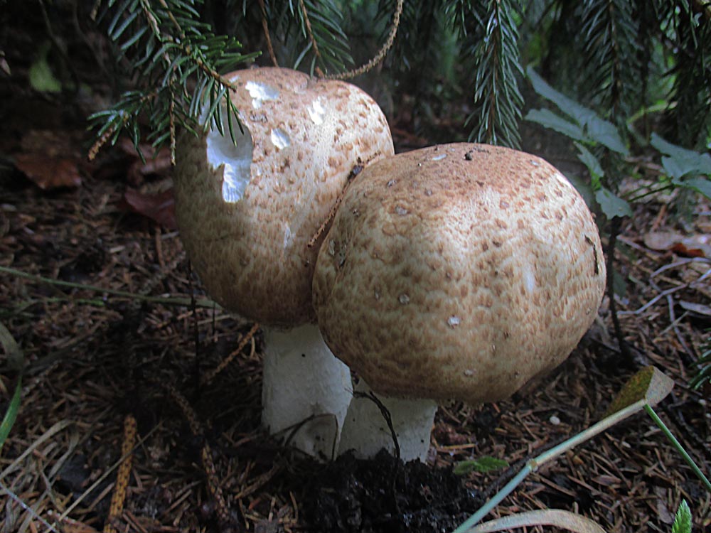 Braunschuppiger Riesenegerling.jpg