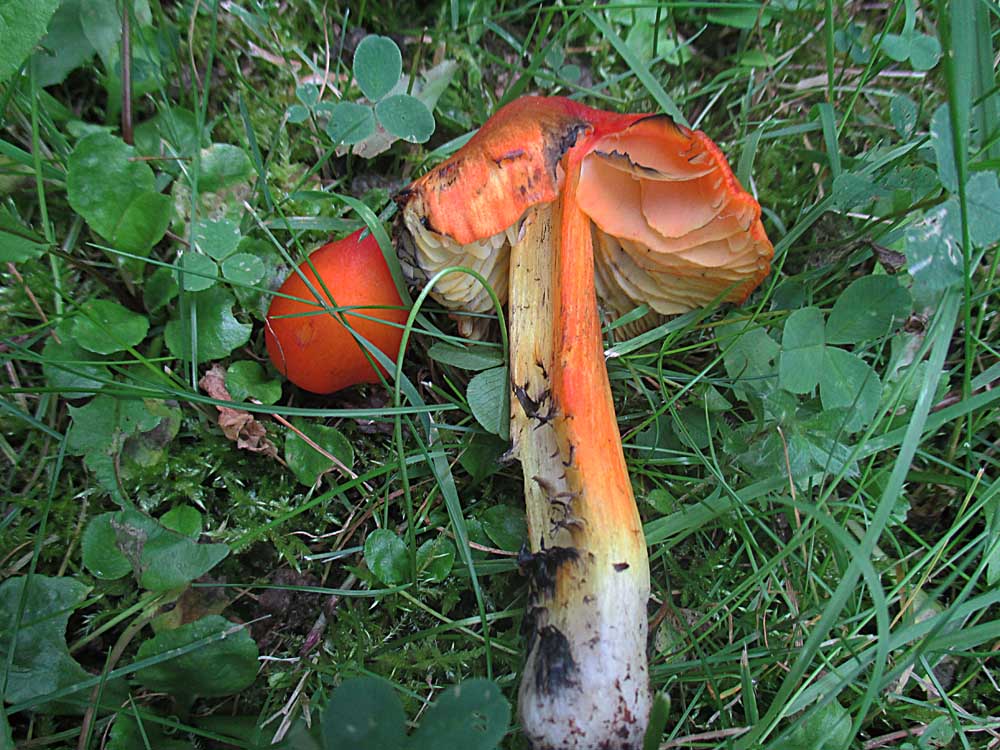 Schwärzender Saftling.jpg