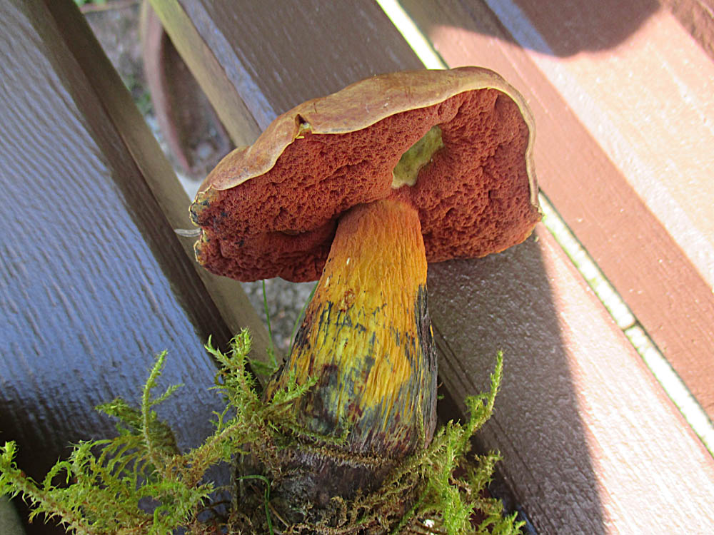 ungewöhnliche Netzhexe .jpg